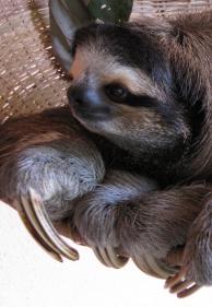 Buttercup, a 3-toed sloth